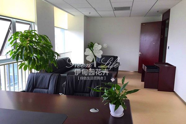 總經(jīng)理辦公室植物租擺