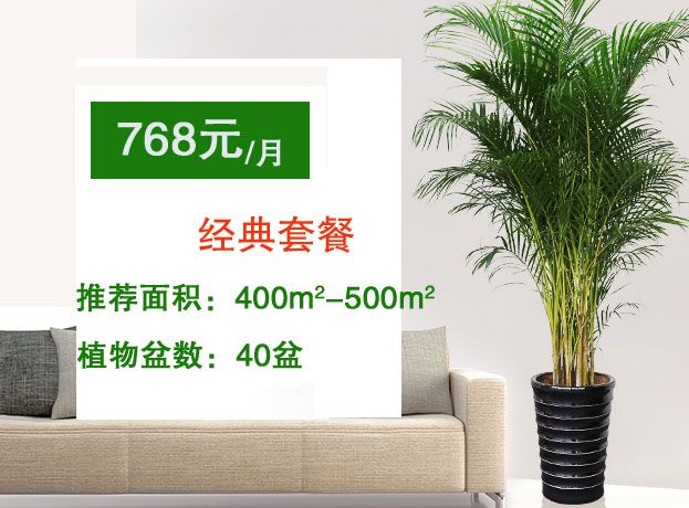 768元綠植租賃套餐