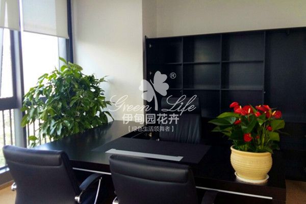 總經(jīng)理辦公室綠植物租賃租擺