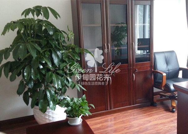 總經(jīng)理辦公室綠植物租擺租賃