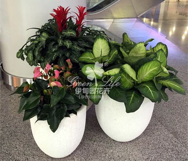 商場花卉綠植物租賃