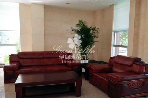 休息區(qū)綠植盆栽租賃