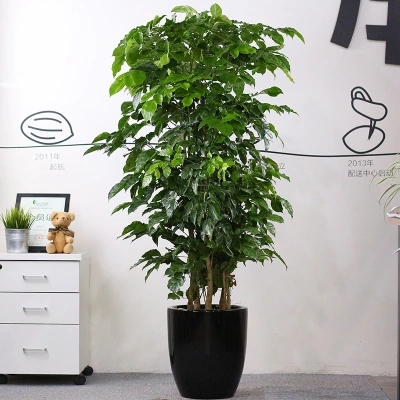 【綠植物租賃】綠寶