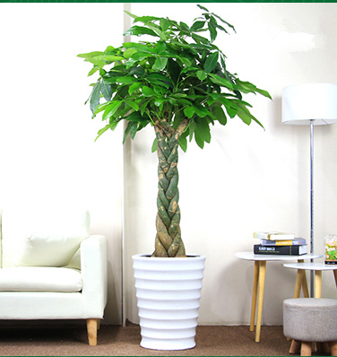 【綠植物租擺】辮子發(fā)財(cái)樹(shù)