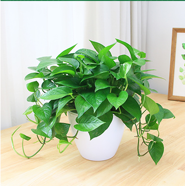 【綠植物租擺】吊綠蘿