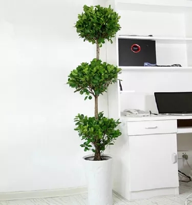 【綠植物租賃】金錢(qián)榕