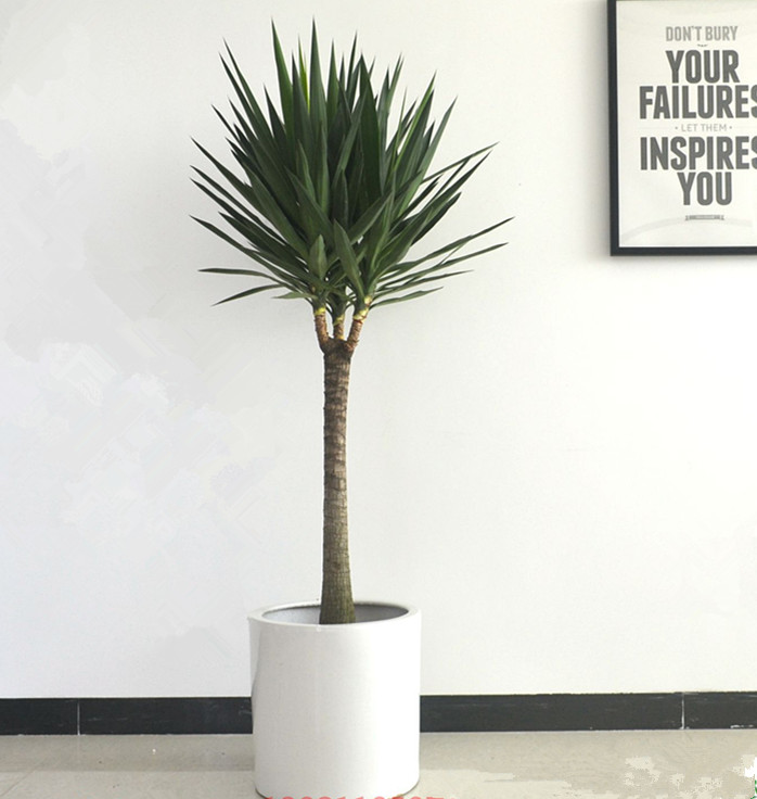 【綠植物租擺】何蘭鐵