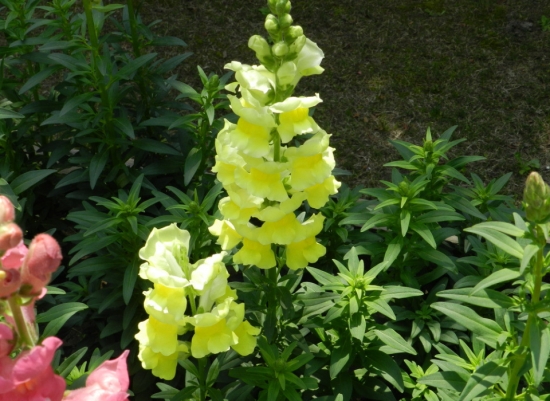 9大適合秋天種的植物