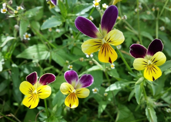 9大適合秋天種的植物