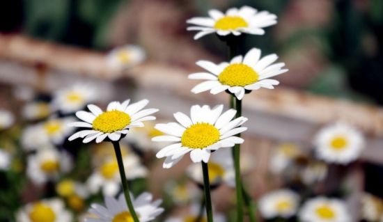 9大適合秋天種的植物