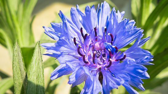 9大適合秋天種的植物