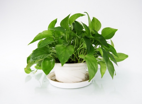 綠蘿葉子發黃怎么辦