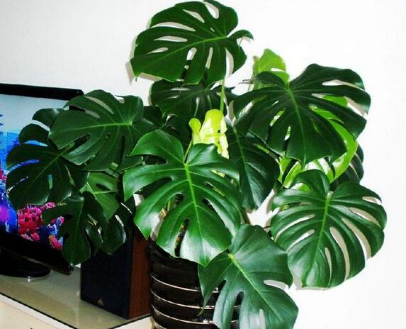 點(diǎn)擊打開原圖