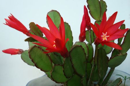 蟹爪蘭光照要求