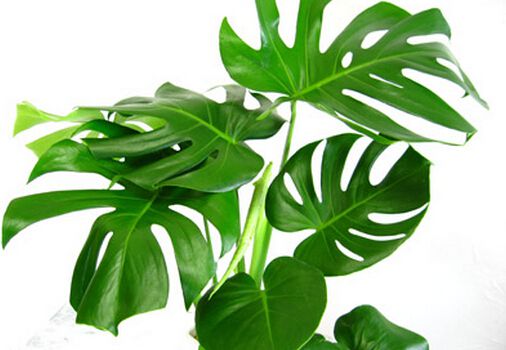 龜背竹有毒,適合家養(yǎng)嗎?