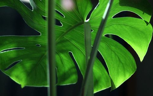 龜背竹怎么養(yǎng)