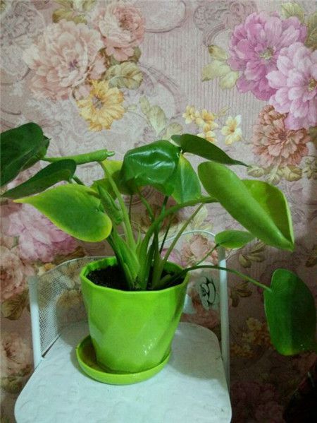 龜背竹葉子發(fā)黃