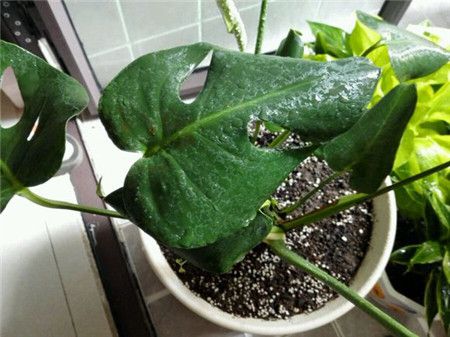 龜背竹葉子卷曲