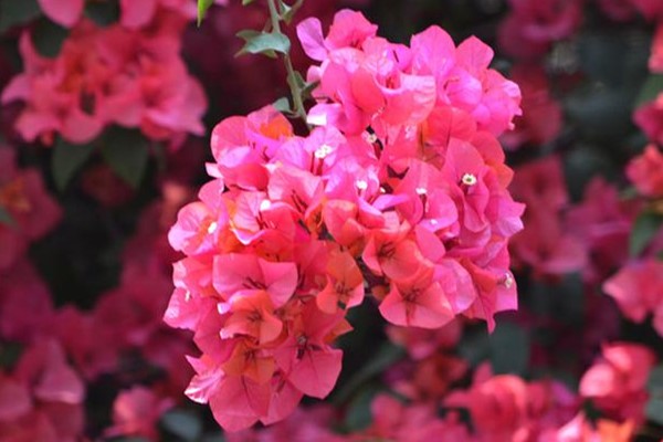 三角梅冬天飼養(yǎng)的忌諱